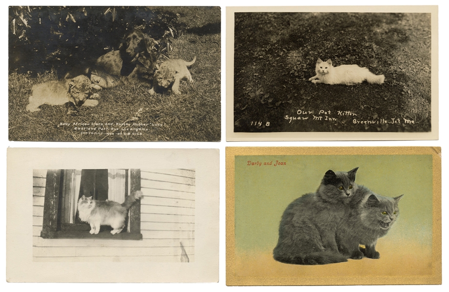 Collection of Over 200 Postcards of Domestic Cats, Mainly RPPCs.