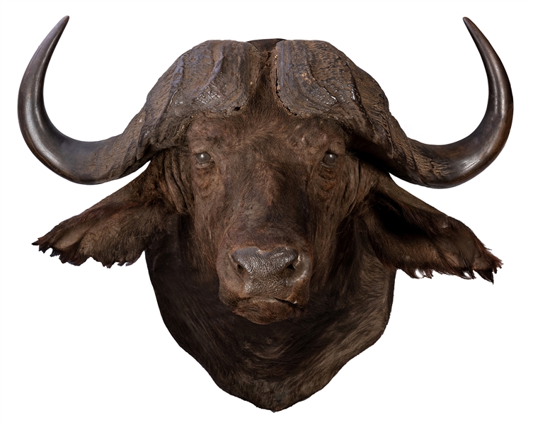 Massive Water Buffalo Taxidermy Head and Shoulder Mount.