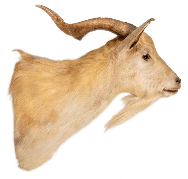 Goat Taxidermy Shoulder Mount.