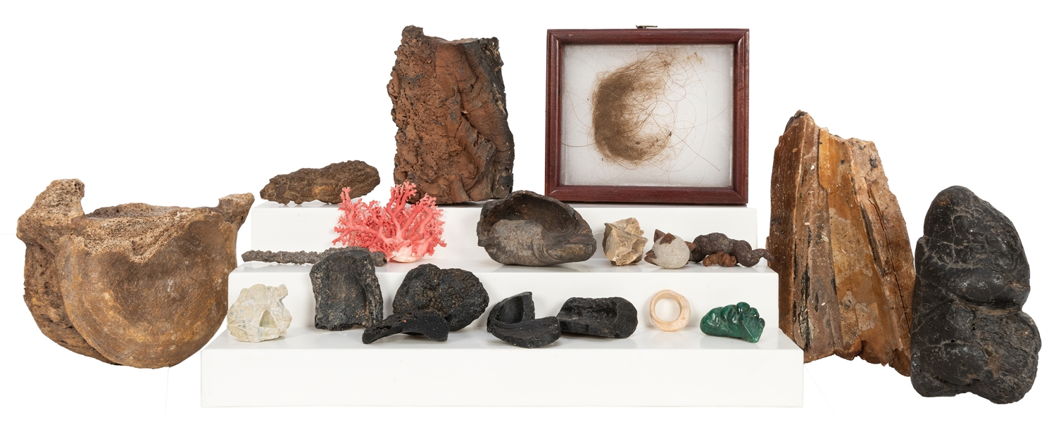 Fossil Collection.