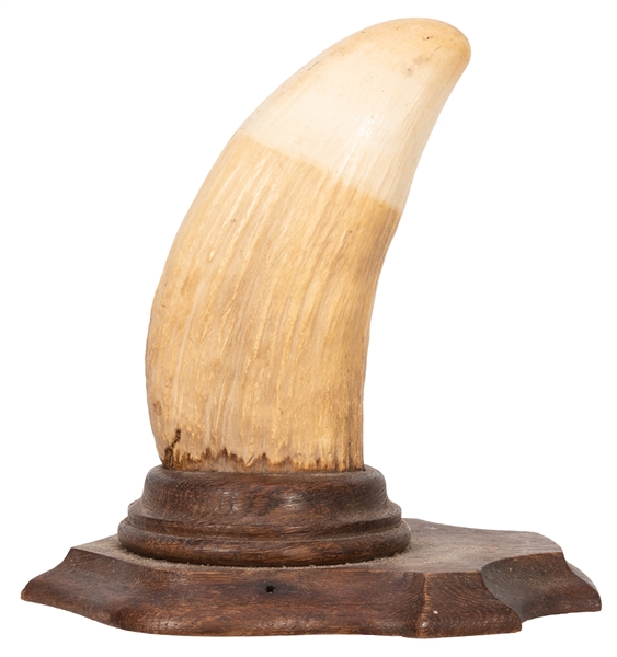 Mounted Antique Whale Tooth.