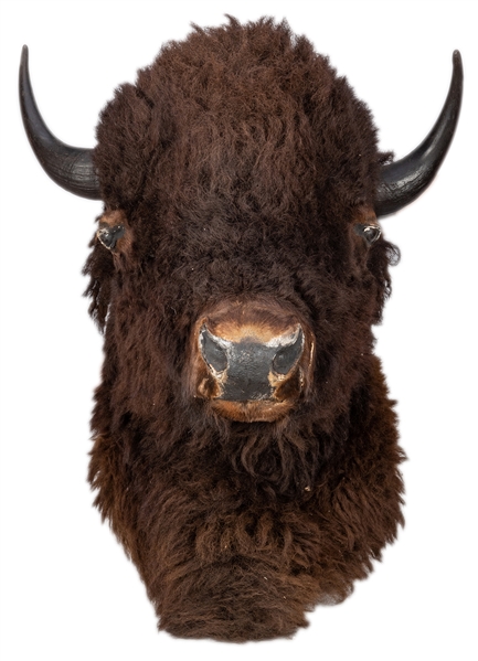 North American Bison Shoulder and Head Mount