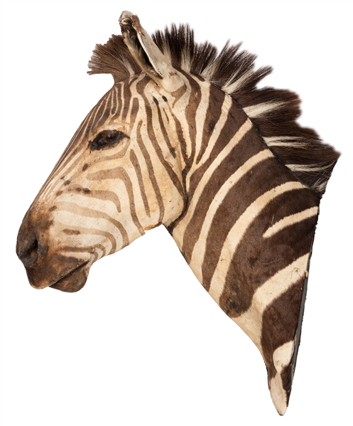 Zebra Head Mount. Large male Grant’s Zebra.