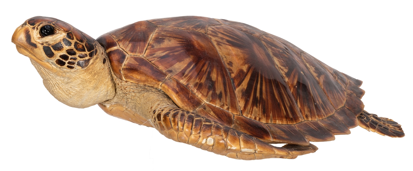 Taxidermy Figure of a Sea Turtle.