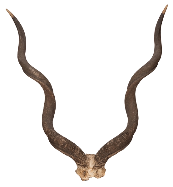 African Antelope Skull and Horns.