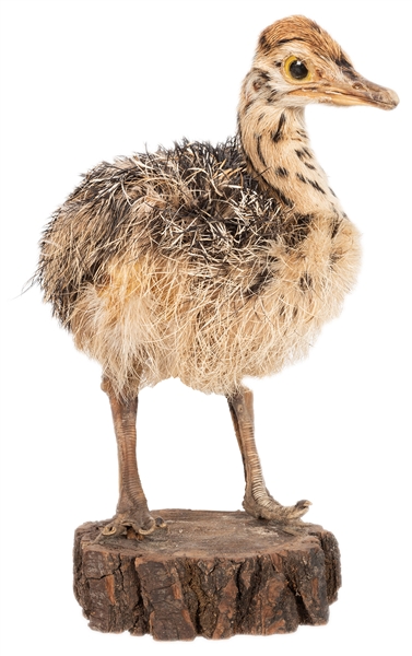 Taxidermy Baby Ostrich.