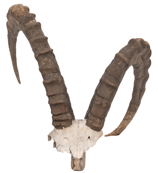 Mounted Ibex Horns.