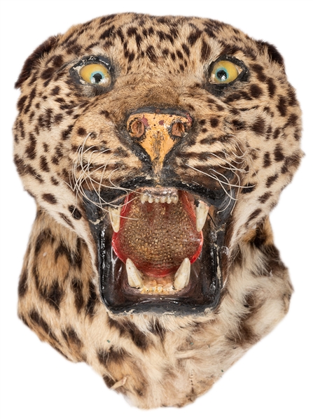 Taxidermy Leopard Head.