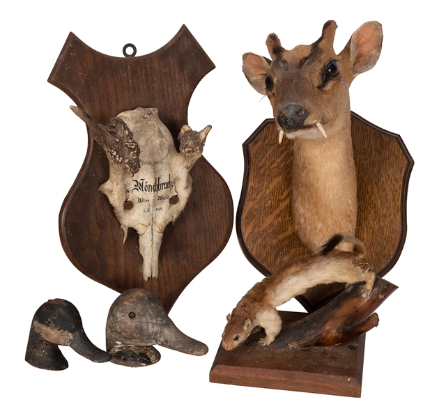 Group of Natural History and Taxidermy Items.