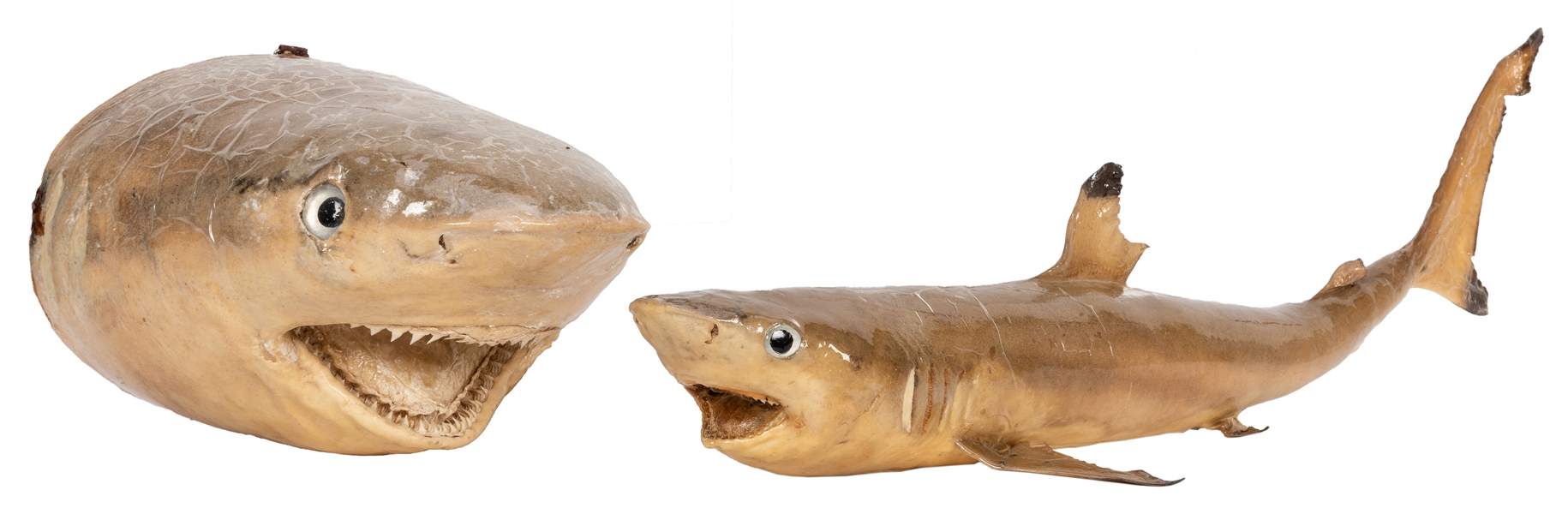 Two Taxidermy Sharks.