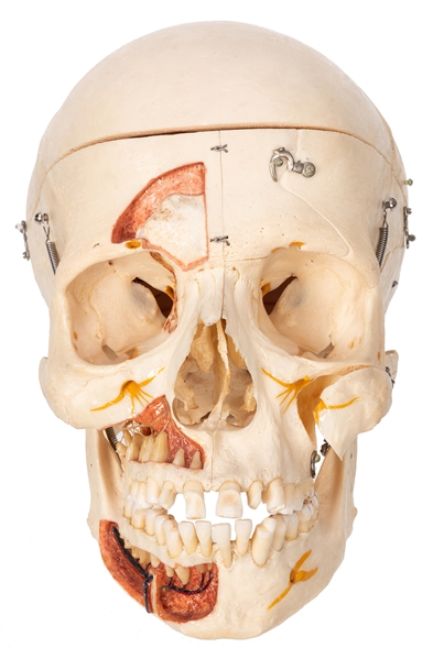 Articulated Human Skull for Medical or Dental Study.