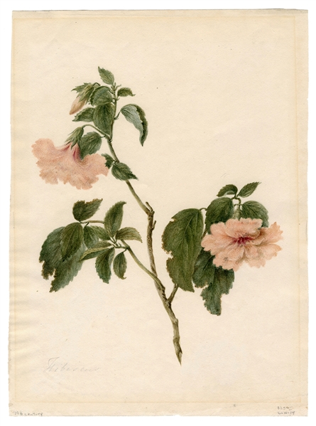 19th Century Hibiscus Watercolor.