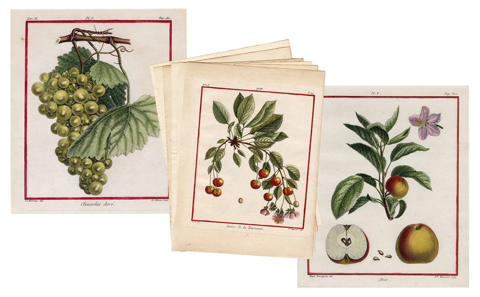 Group of Eight Botanicals from “Traite Des Arbres Fruitiers.”