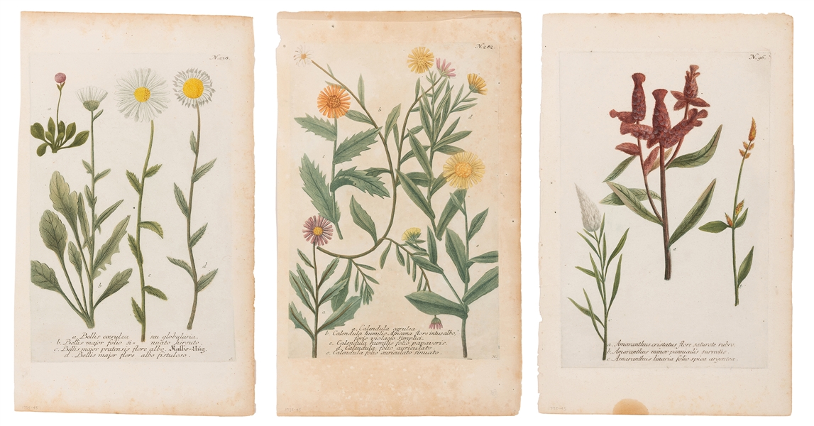 Three Botanical Engravings from “Phythanthoza Iconographia.”