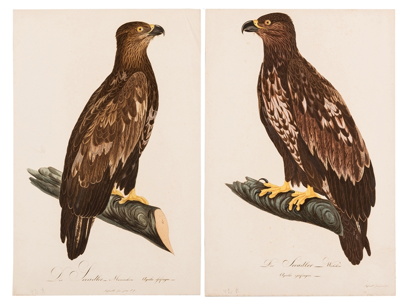 Pair of Sea Eagle Prints.