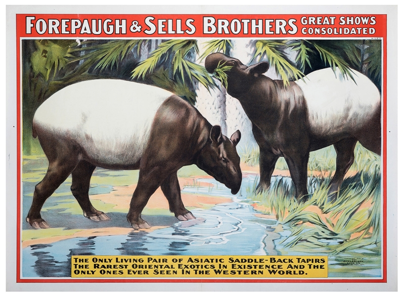 Forepaugh and Sells Brothers. Asiatic Saddle Back Tapirs.
