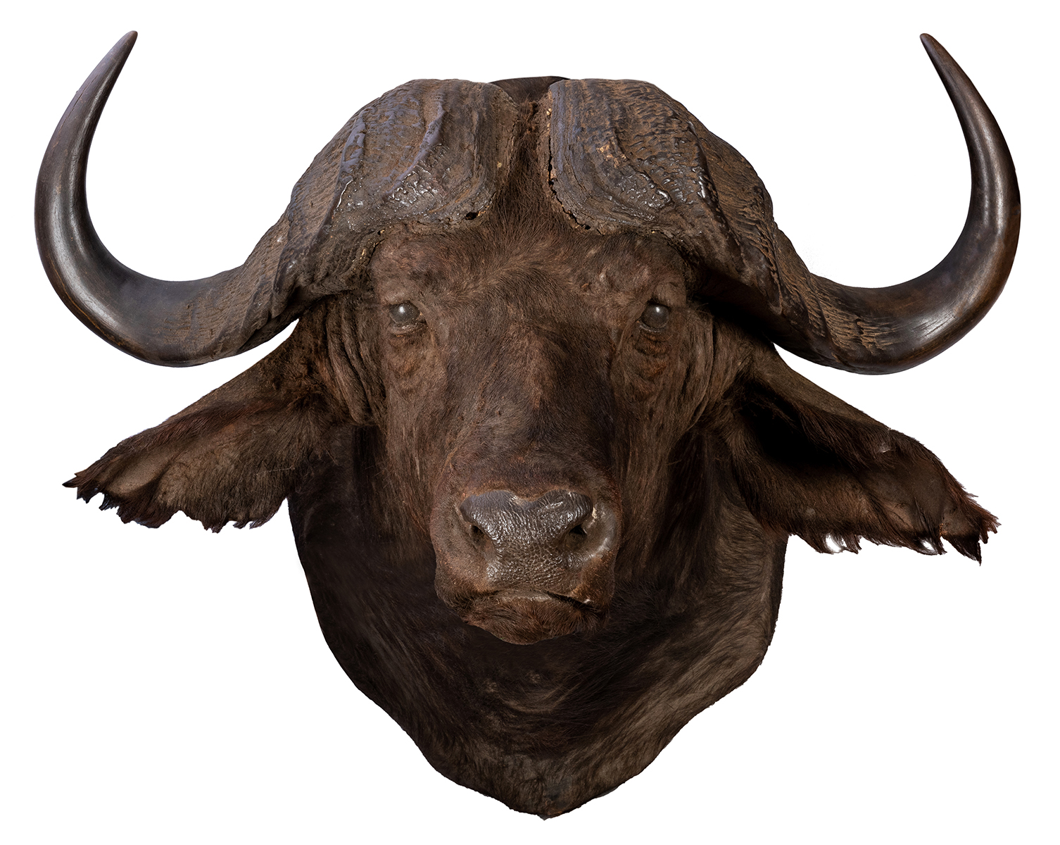 Massive Water Buffalo Taxidermy Head and Shoulder Mount. 