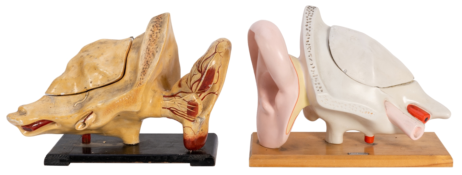 Pair of Giant Human Ear Anatomical Models for Medical Study.