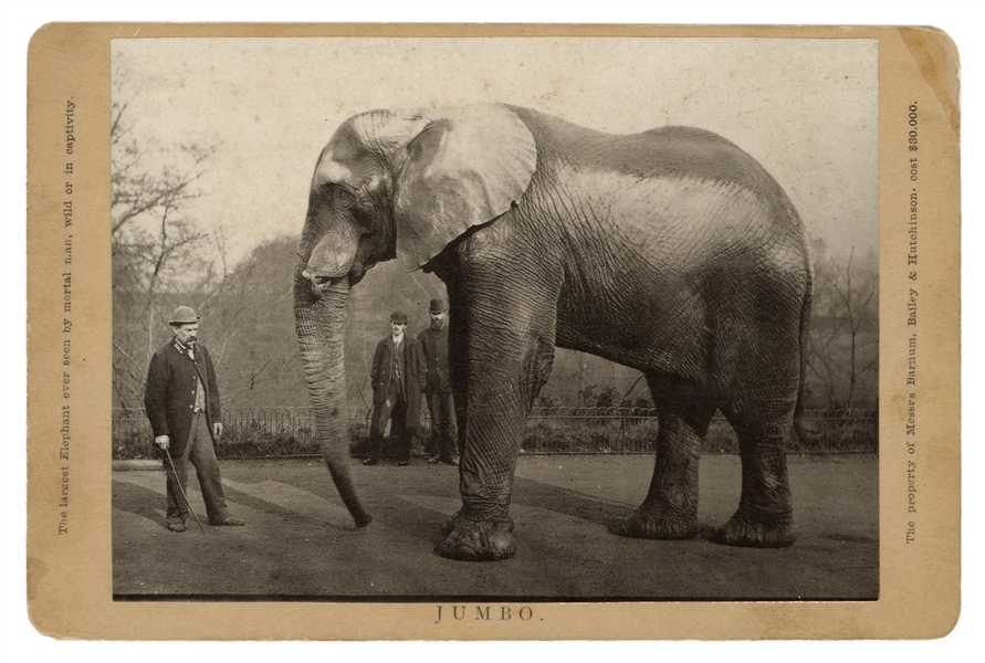 Cabinet Card Photograph of Jumbo the Elephant.