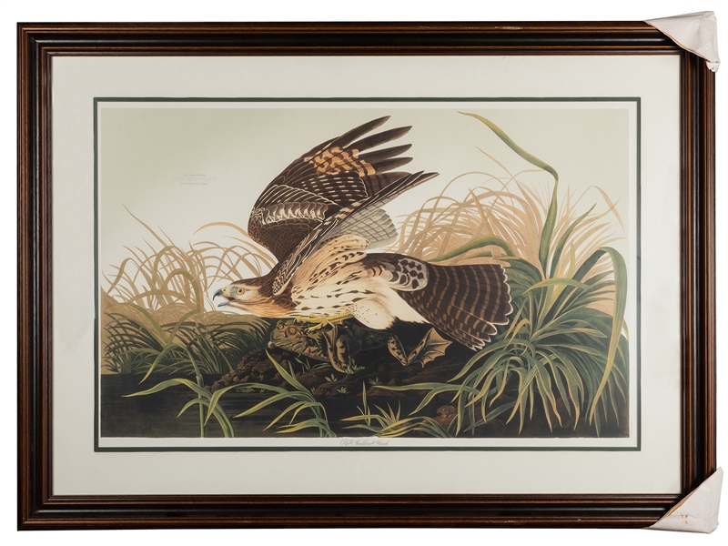 (Audubon, John James, after) Loates, Murphy Bernard. Red-Shouldered Hawk.