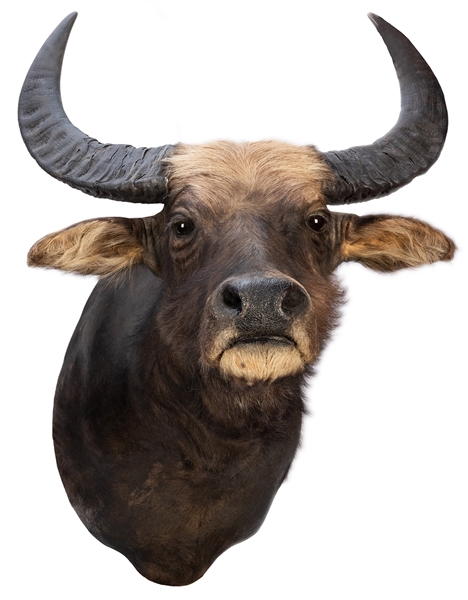  Large Water Buffalo Taxidermy Shoulder Mount. Length 35”. A...