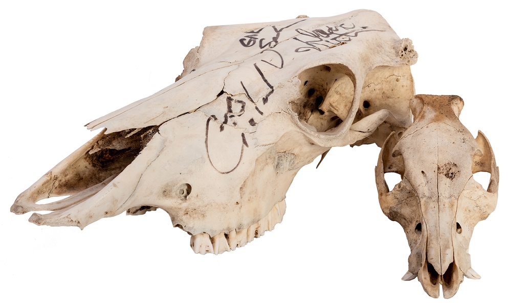  Pair of Animal Skulls. Includes a razorback and a large bov...