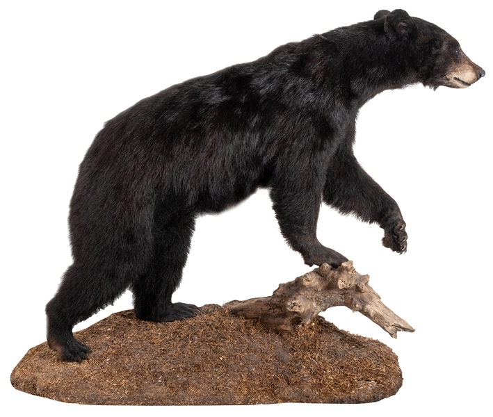  Black Bear Full Body Taxidermy Mount. On a grassy base with...