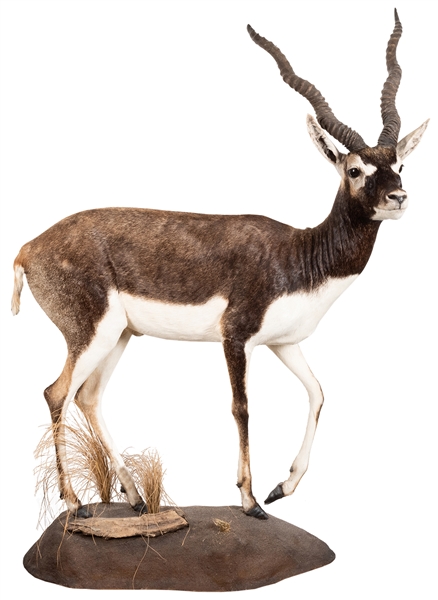  Blackbuck Full Body Taxidermy Mount. Also known as the Indi...