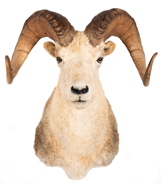  Dall Sheep Shoulder Mount Taxidermy. Length 24”.