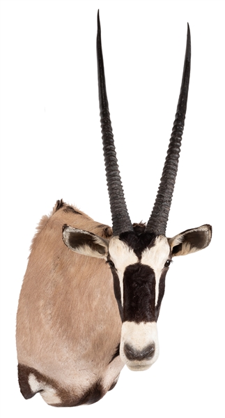  Gemsbok Shoulder Mount Taxidermy. Also known as the South A...
