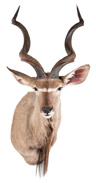  Greater Kudu Shoulder Mount Taxidermy. From the antelope fa...