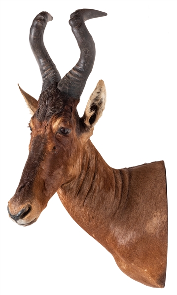  Hartebeest Shoulder Mount Taxidermy. From the antelope fami...