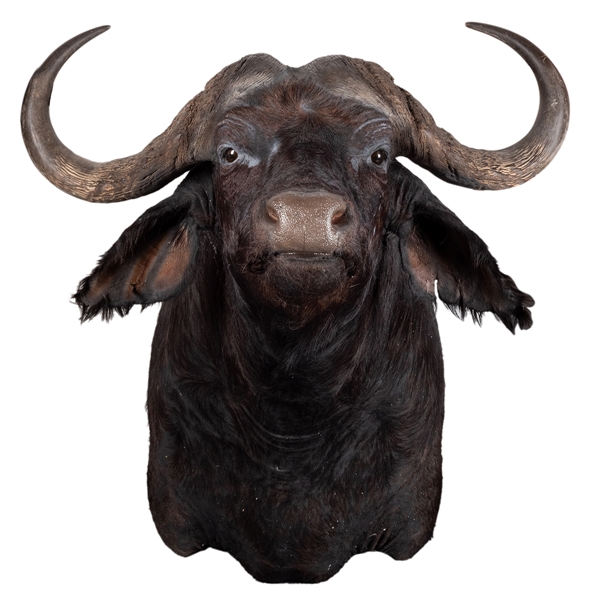  Large African Cape Buffalo Full Shoulder Mount Taxidermy. L...