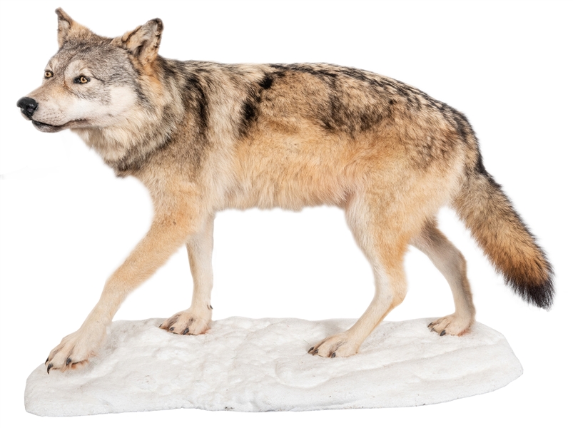  Red Wolf Full Body Taxidermy Mount. On a snow-like base. He...