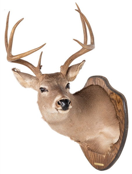  Texas Mule Deer Trophy Mount Taxidermy. Shoulder mount on w...