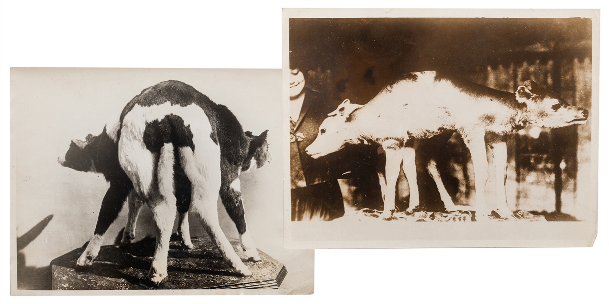  Pair of Animal Oddity Photographs. Glossy vintage photograp...
