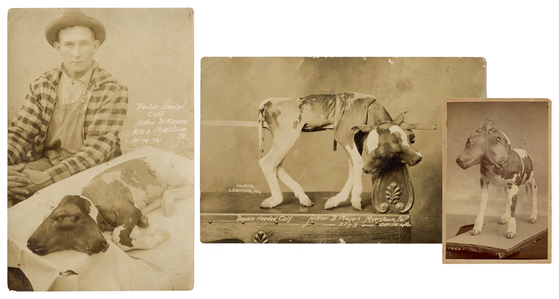  Two-Headed Calf Trio of Photos. Including two images of a t...