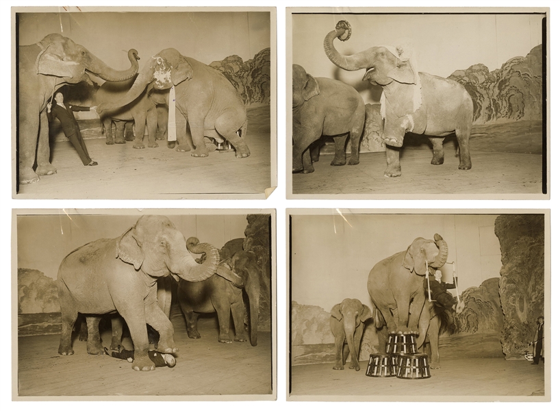  Nine Photographs of Circus Elephants. V.p., ca. 1910s/20s. ...