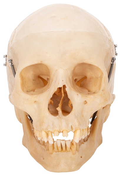  Articulated Human Skull for Medical Study. Mid-20th century...