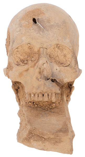  “Excavated” Skull Sculpture. Realistic sculpture of a human...