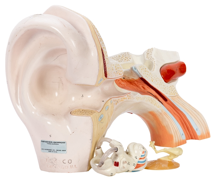  Denoyer-Geppert Anatomical Human Ear. Chicago, mid-20th cen...
