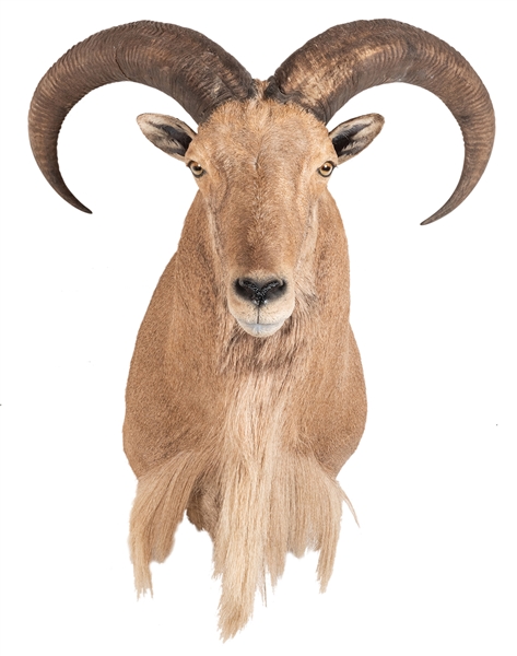  Aoudad Sheep Shoulder Mount Taxidermy. Length 23”.