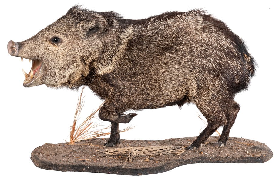  Collared Peccary Full Body Taxidermy Mount. Height 20”, Len...