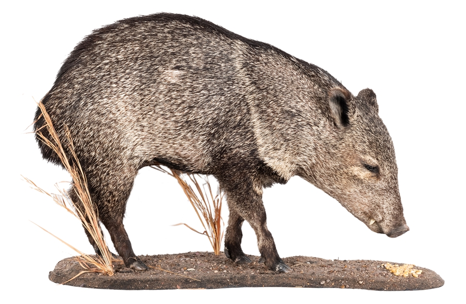  Collared Peccary Full Body Taxidermy Mount. Height 22”, Len...