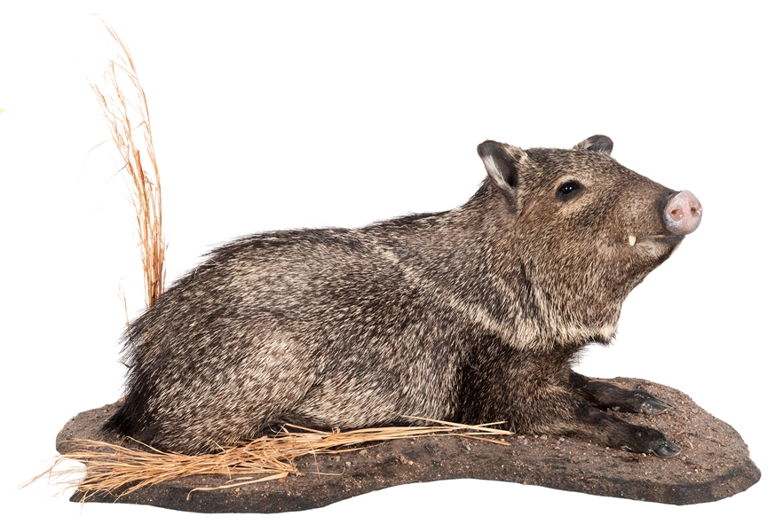  Collared Peccary Full Body Taxidermy Mount. Length 30”.