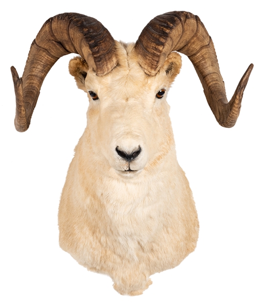  Dall Sheep Shoulder Mount Taxidermy. Length 21”.
