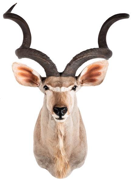  Greater Kudu Shoulder Mount Taxidermy. Length 41”.