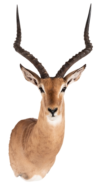  Impala Shoulder Mount Taxidermy. Height 36”.