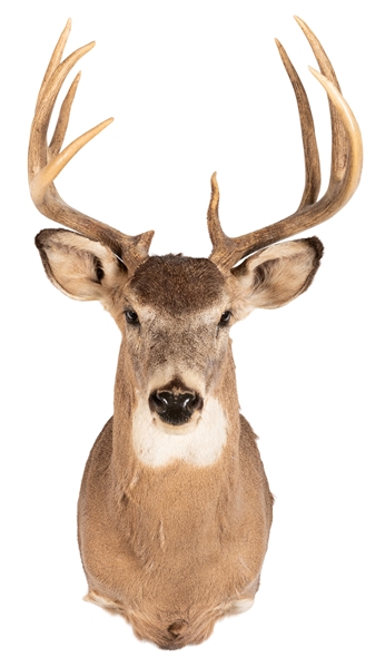  Mule Deer Shoulder Mount Taxidermy. Length 26”.