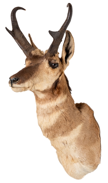  Pronghorn Shoulder Mount Taxidermy. Height 36”.